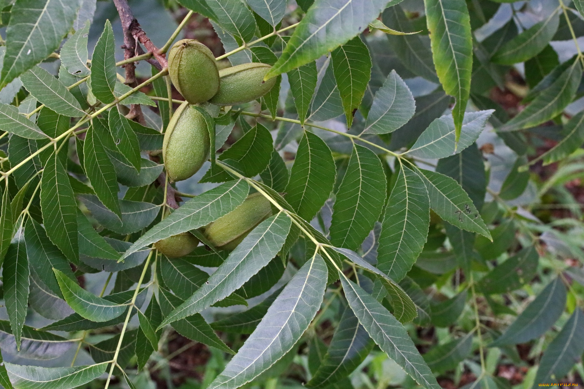 pecan nuts, , , pecan, nuts